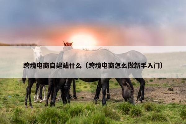 跨境电商自建站什么（跨境电商怎么做新手入门）