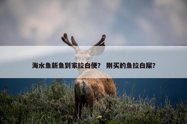 海水鱼新鱼到家拉白便？ 刚买的鱼拉白屎？