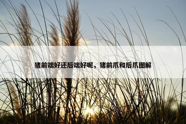 猪前端好还后端好呢，猪前爪和后爪图解