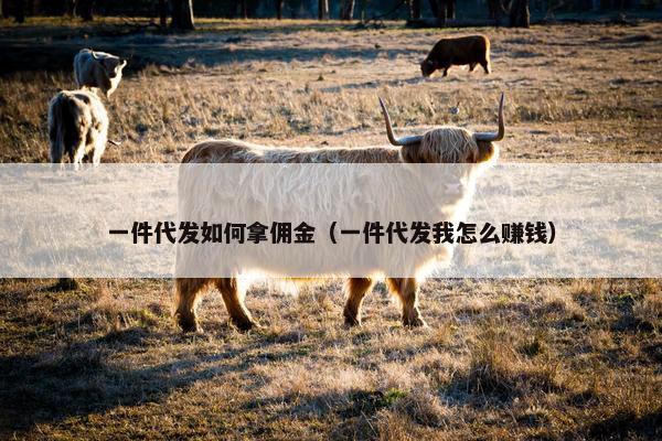 一件代发如何拿佣金（一件代发我怎么赚钱）