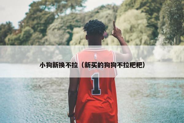 小狗新换不拉（新买的狗狗不拉粑粑）