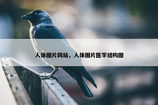 人体图片网站，人体图片医学结构图