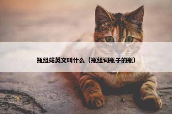 瓶组站英文叫什么（瓶组词瓶子的瓶）