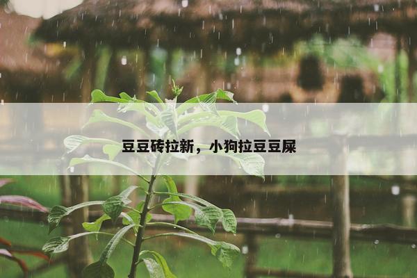 豆豆砖拉新，小狗拉豆豆屎