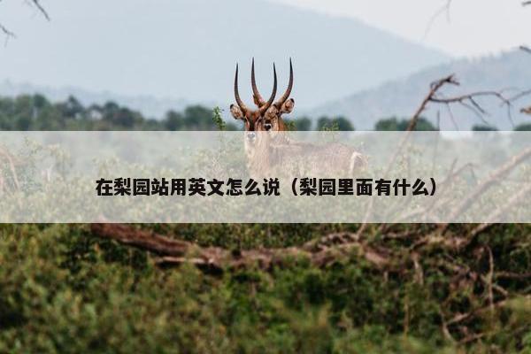 在梨园站用英文怎么说（梨园里面有什么）